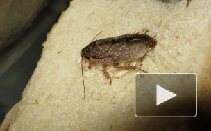 Узбеки пекли под Петербургом лаваши с тараканами 