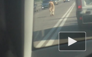 Видео: в Воронеже теленок устроил "забег" по проезжей части