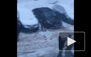 Появилось видео драки дворников, которые не поделили лопату 