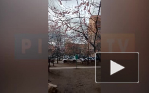 В Парке Дружбы раньше времени зацвела сакура 