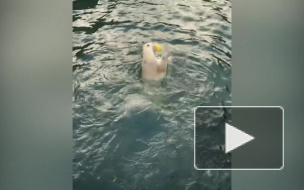 Ленинградский зоопарк показал, что делает на осенних каникулах медведица Хаарчаана