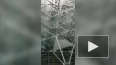 Видео: неизвестный залез под крышу терминала аэропорта ...