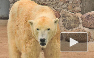 Зооведы, рискуя жизнью, определили пол медвежонка и отметили день рождения косолапой старухи