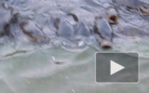 Мавританский морской черт был задержан в Петербурге