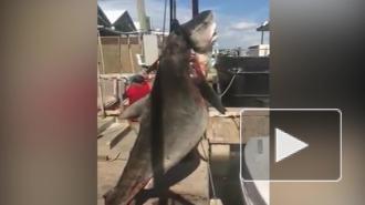 Подросток самостоятельно поймал 382-килограммовую акулу