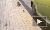 Видео: Мышь-ниндзя атаковала кошку и стала знаменитой