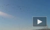 Видео: гуси возвращаются в Ленобласть после зимовки