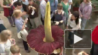 Самый большой и сексуальный цветок зацвел в Бельгии