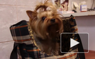 Догхантеров будут наказывать тюремным сроком 