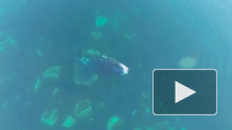 Уникальное видео "SPA процедур" гренландского кита появилось в интернете