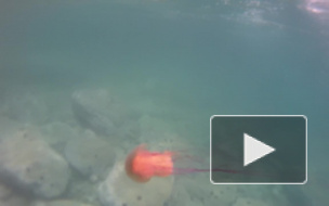 морские медузы, ежи, звёзды