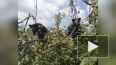 В Приморье шесть медвежат-сирот выпустили в тайгу ...