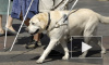 Следствие задержало подозреваемую в краже собаки-поводыря у слепой москвички 