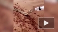 Удивительно видео из Саудовской Аравии: неравнодушные ...
