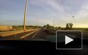 Видео: петербургский водитель растерял по дороге навоз