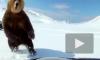 Двое мужчин на "Буранах" загоняли медведя на озере Глухое