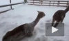 В центре спасения диких животных "Велес" альпаки радуются снегу